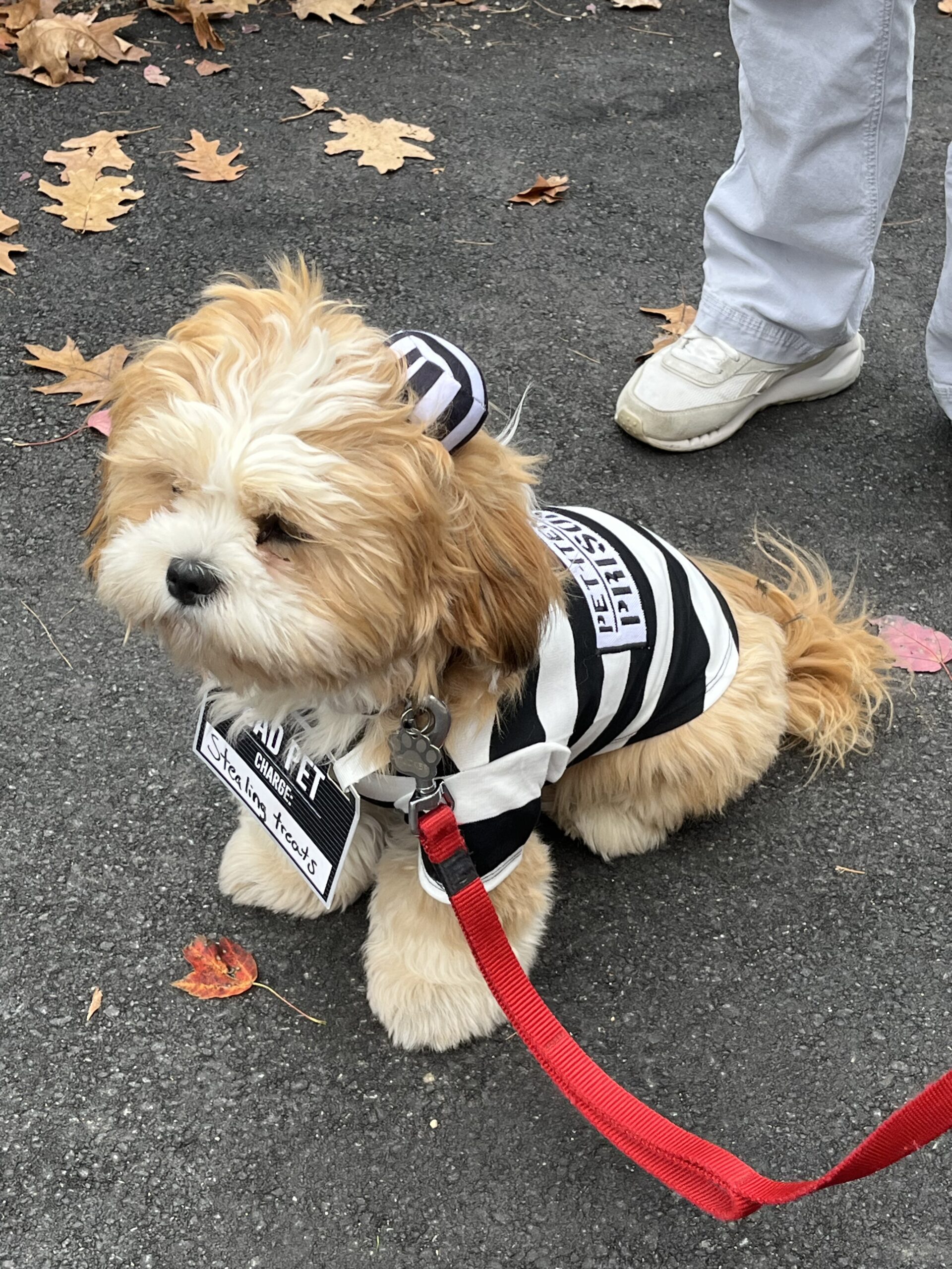 Jailbird dog costume!